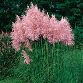 Outsidepride Pampas Grass Seeds Pink - 5000 Seeds