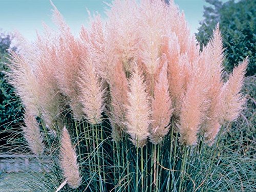 Pampas Grass Pink 100 Seeds The Most Spectacular Grass You Will Ever See