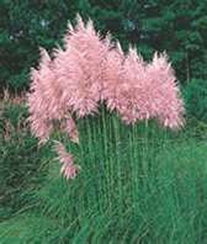 Pampas Grass- Pink- 100 Seeds