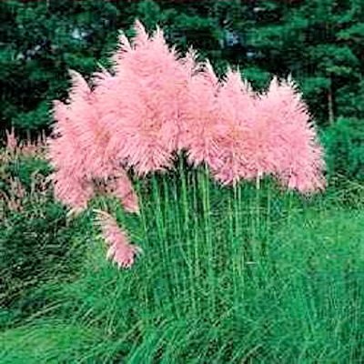 Pampas Grass Pink Cortaderia Jubata 50 Seeds