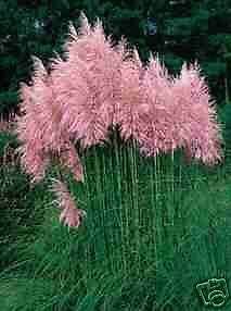 Perennial - Ornamental Pink Pampas Grass Seeds