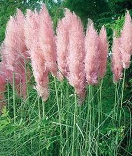 Pink Pampas Grass Cortaderia Selloana 100 Seeds  Showy  Ornamental 