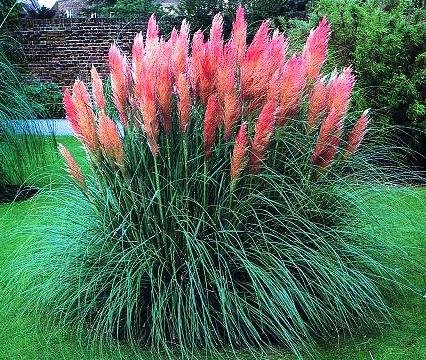 Pink Pampas Grass Seeds - 25 Fresh Seeds