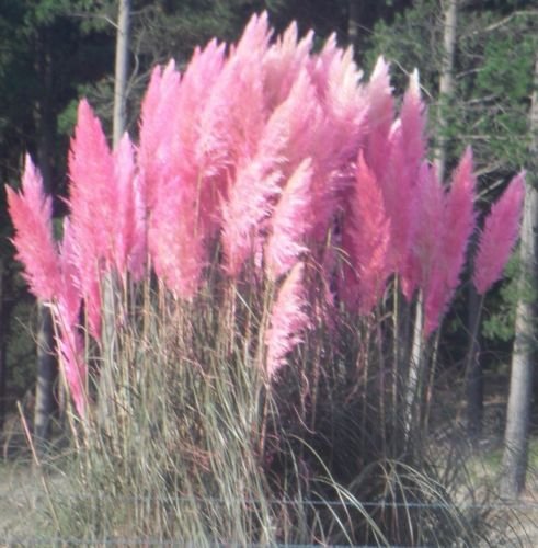 Pink pampas grass Cortaderia selloana 100 seeds Showy Ornamental 1E57