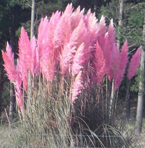 Pink pampas grass Cortaderia selloana 100 seeds Showy Ornamental E57