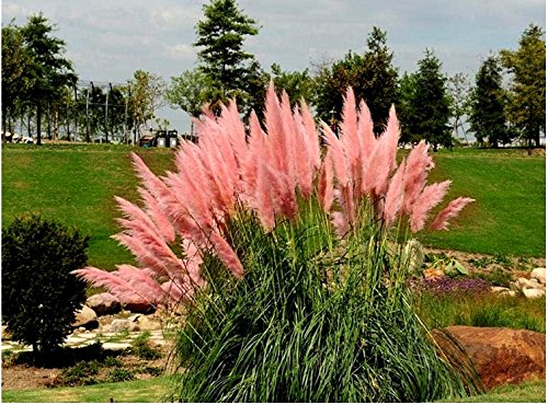 SMARTnet  1 pack lot - 500 seeds Soft Pink Pampas Grass Cortaderia selloana fast growing Ornamental Grass Seeds Perennial Zones 7 - 10