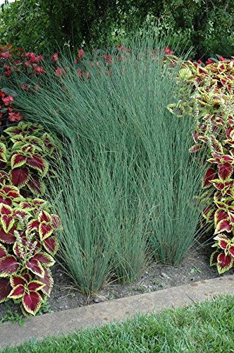 3 Blue Arrow Rush Grass In 4 Inch Containers (3 Pots Of Plants)