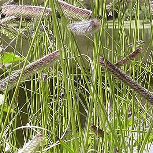 Everwilde Farms - 1 Lb Blue Grama Native Grass Seeds - Gold Vault