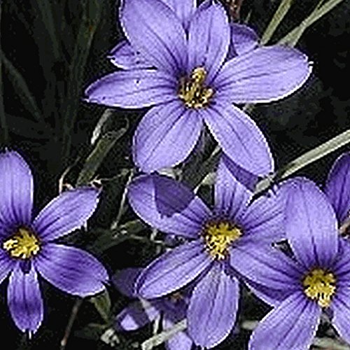 Everwilde Farms - 150 Stout Blue-eyed Grass Native Wildflower Seeds - Gold Vault Jumbo Seed Packet