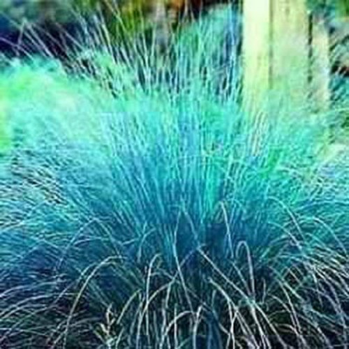 Heirloom Non Gmo Blue Love Grass 100 Seeds Seeds