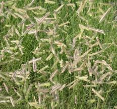 The Dirty Gardener Blue Grama Native Ornamental Grass - 0.5 Pound