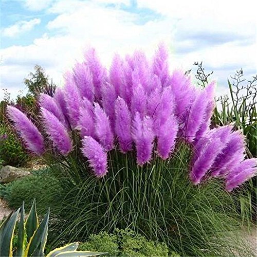 100 seeds Purple Pampas Grass SeedsSo beautifully decorated courtyard Cortaderia Selloana Grass