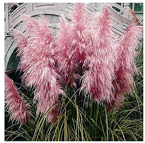 Beautiful Seeds  Free Shipping  New Rare Purple Pampas Grass Seeds Ornamental Plant Flowers Cortaderia Selloana