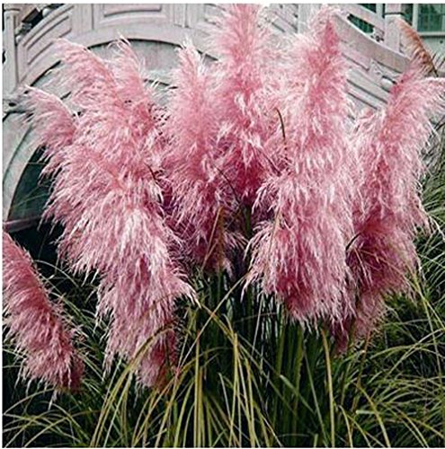 Mrseeds-New Rare Purple Pampas Grass Seeds Ornamental Plant Flowers Cortaderia Selloana Grass Seeds 500 Particlebag