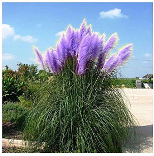 Mrseeds- New Rare Purple Pampas Grass Seeds Ornamental Plant Flowers Cortaderia Selloana Grass Seeds 500 Particle