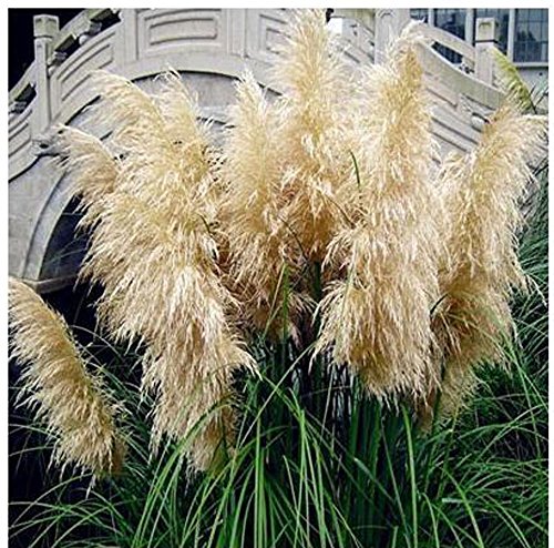 Mrseeds-new Rare Purple Pampas Grass Seeds Ornamental Plant Flowers Cortaderia Selloana Grass Seeds 500 Particle