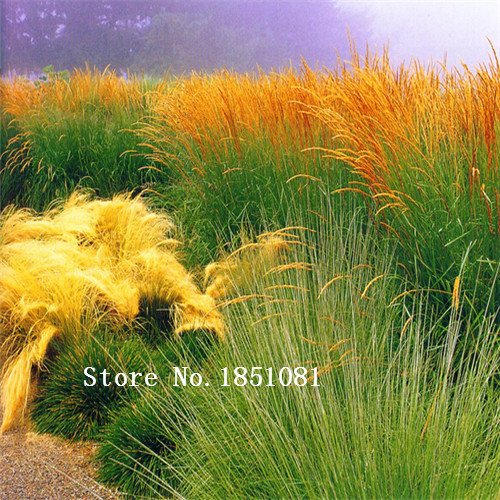 New Rare Purple Pampas Grass Seeds Ornamental Plant Flowers Cortaderia Selloana Grass Seeds 100 Pieces  Lot