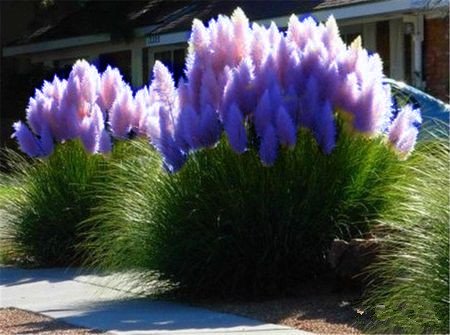 New Rare Purple Pampas Grass Seeds Ornamental Plant Flowers Cortaderia Selloana Grass Seeds 50 Pieces  Lot