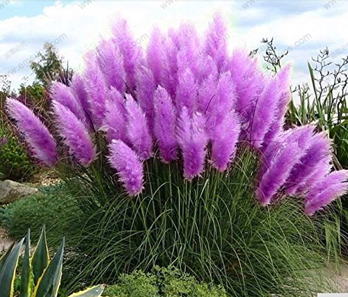 New Rare Purple Pampas Grass Seeds Ornamental Plant Flowers Cortaderia Selloana Grass Seeds 500 Pieces  Lot