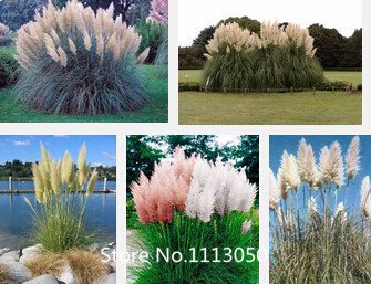 Promotion New Rare Purple Pampas Grass Seeds Ornamental Plant Flowers Cortaderia Selloana Grass Seeds 100 Pieces  Lot Novel See