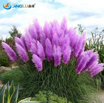 Rare Purple Pampas Grass Seeds Ornamental Plant Flowers Cortaderia Selloana Grass Seeds 100 Pieces  Lot