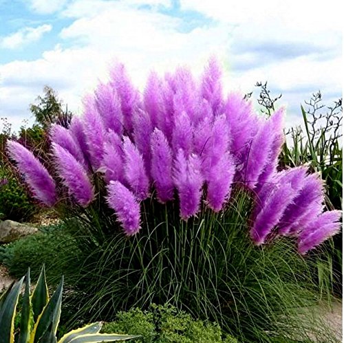 Smartnet  Rare Purple Pampas Grass Seeds Ornamental Plant Flowers Cortaderia Selloana Grass Seeds 1 Pack - 500