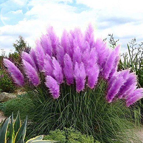 Yoyoboo Dd 2016 Purple Pampas Grass 2 Pack Furry Ornamental Grass Seeds