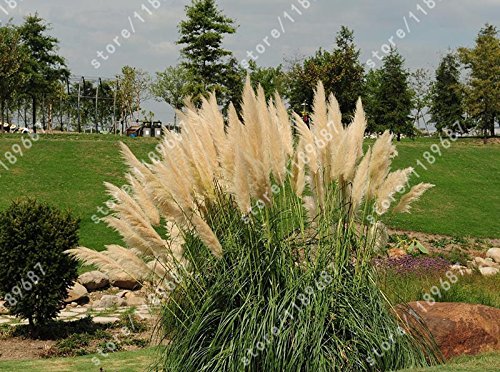 pampas grass seeds new rare purple pampas grass seeds for flower pot planters 1000pcs