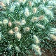 gr~&quotcream Falls&quot Fountain Grass~seed~~~stunning