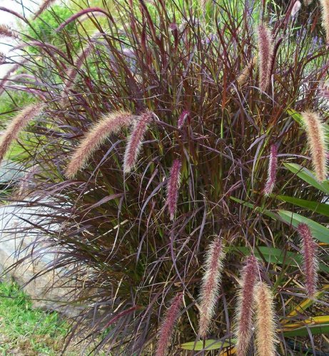 gr~&quotpurple Fountain&quot Grass~seed~~~~~~lovely Ornamental
