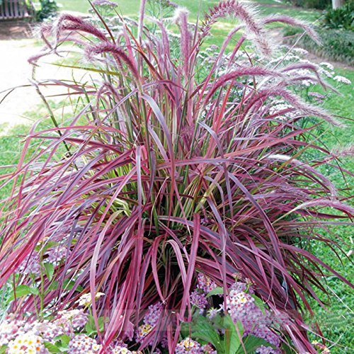 pennisetum D ambizu Half-hardy Perennial Pennisetum Setaceum fireworks Fountain Grass Seeds Professional