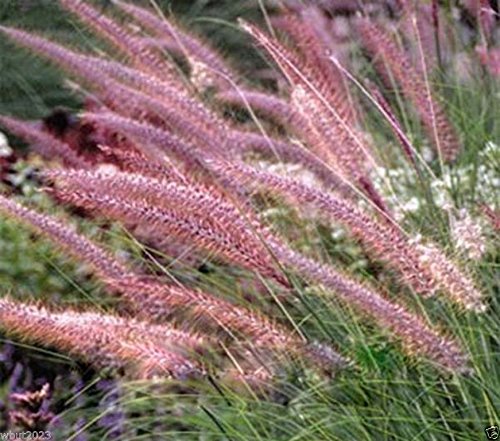 100 Fountain Grass Seeds pennisetum Ruppelii Showy Ornamental Grass 