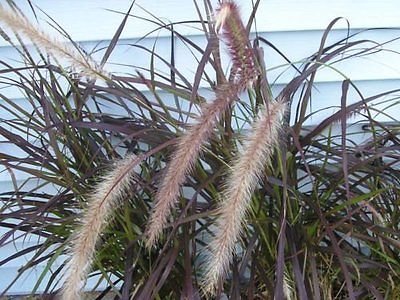 200 Ornamental PURPLE FOUNTAIN GRASS SEEDS FLOWERING PERENNIAL BRIGHTBLOOMS