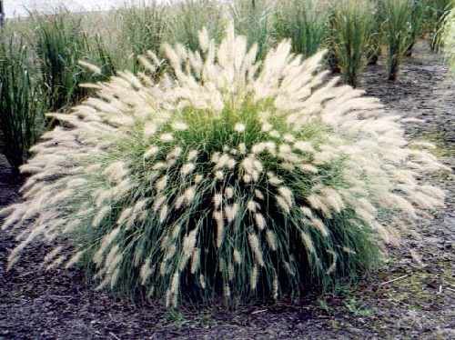 30 White Fountain Grass Pennisetum Setaceum Flower Seeds