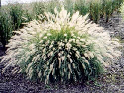 30 White Fountain Grass Pennisetum Setaceum Flower Seeds