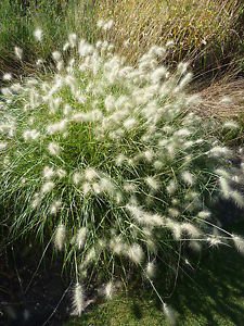 6 graines d HERBE AUX ECOUVILLONSPennisetum VillosumG927 FOUNTAIN GRASS SEED