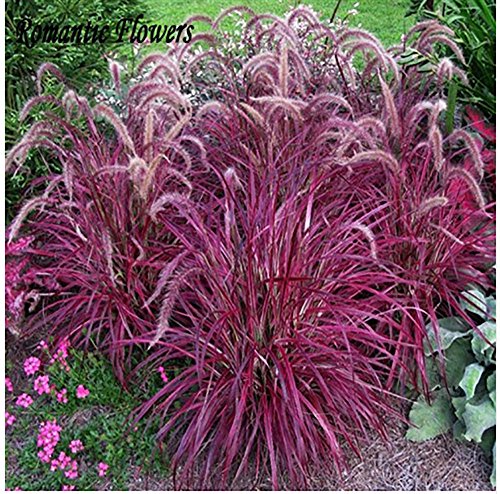 Beautiful Seeds   Half-hardy Perennial Fountain Grass Pennisetum Setaceum Fireworks Seeds  50 Seeds  Bag