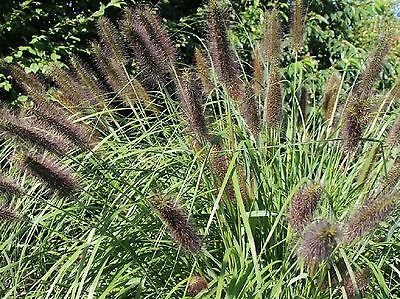 Black Fountain Grass Moudry Pennisetum Alpeceroides Viridescens 20 Seed