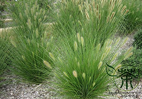 Dwarf Fountain Grass Pennisetum Alopecuroides Seeds 1200pcs Lang Wei Cao Foxtail Fountain Grass Seeds Chinese Pennisetum Seeds