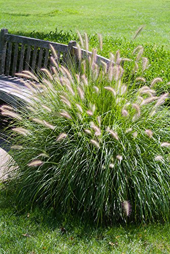 Fountain Grass - 100 Seeds Pennisetum Alopecuroides hameln Dwarf Fountain Grass Ornamental Grass