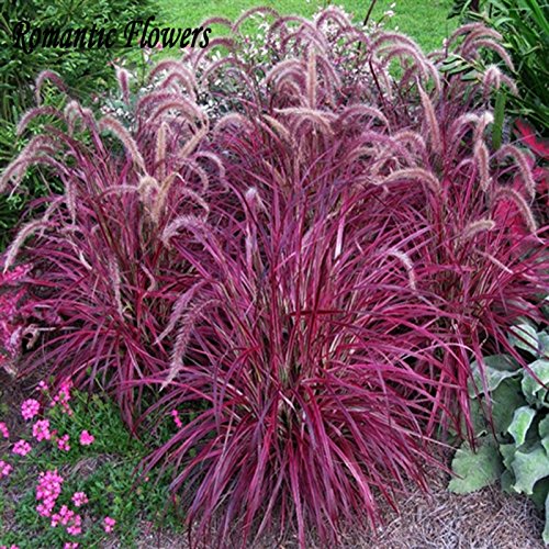 Half-Hardy Perennial Fountain Grass Pennisetum Setaceum Fireworks Seeds  50 Seeds  Bag Pennisetum Seed