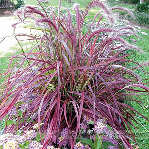 Half-hardy Perennial Pennisetum Setaceum fireworks Fountain Grass Seeds Professional Pack 50 Seeds  Pack