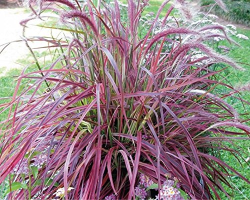 Half-hardy Perennial Pennisetum setaceum Fireworks Fountain Grass Seeds Professional Pack 50 Seeds  Pack Pennisetum Grass