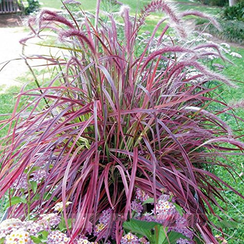 Half-hardy Perennial Pennisetum setaceum Fireworks Fountain Grass Seeds Professional Pack 50 Seeds  Pack Pennisetum Grass