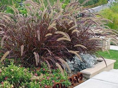 Have One To Sell Sell Now Pennisetum Setaceum Red Fountain Grass Seeds