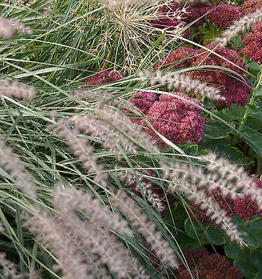 Oriental Fountain Grass Pennisetum Orientale Ornamental Easy 15 Seed