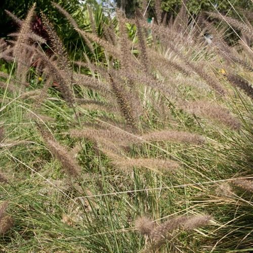 Outsidepride Fountain Grass Alopecuroides - 100 Seeds
