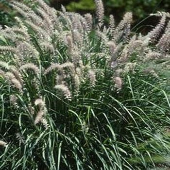 Outsidepride Fountain Grass Orientale - 25 Seeds