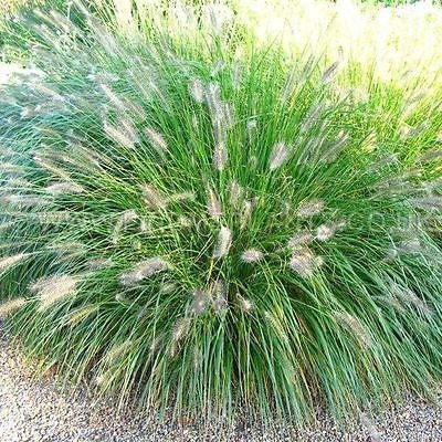 Pennisetum Aloepecuroides Hameln Ornamental Fountain Grass Seeds