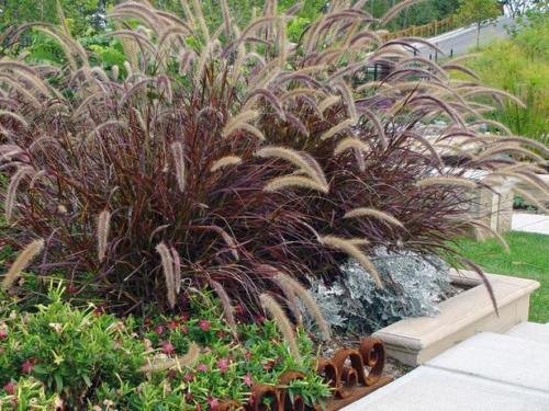 Pennisetum Setaceum Red Fountain Grass Seeds